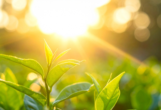 Tea growing